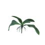 Hojas decorativas de orquídea Phalaenopsis WUJUAN con raíces aéreas, 35 cm