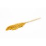 Ramo de junco seco DONJETA, curry, 70-80 cm, Ø 15 cm