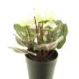 Flor artificial de ciclamen XIAOGUO en maceta decorativa, color crema, 25 cm