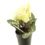 Flor artificial de ciclamen XIAOGUO en maceta decorativa, amarillo-rosa, 25 cm