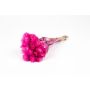 Ramo seco de flores de paja BIBIANA, rosa, 30-40 cm, Ø 15 cm