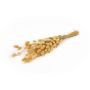 Hierba seca BORKA, manojo de Lagurus, natural, 55-75 cm, Ø 12 cm, 100 g