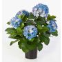Hydrangea artificial HARUKA, azul, 55cm, Ø10-15cm