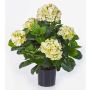 Hydrangea artificial HARUKA, verde, 55cm, Ø10-15cm