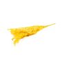 Rama seca de Ruscus AGNIATA, amarillo mostaza, 70-75 cm, Ø 17 cm