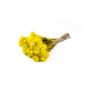 Ramo seco de flor de paja BIBIANA, amarillo, 35-45 cm, Ø 15 cm