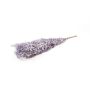 Ramas secas de ruscus AGNIATA, moradas, 70-75 cm, Ø 17 cm
