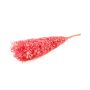 Rama seca de Ruscus AGNIATA, rosa, 70-75 cm, Ø 17 cm