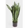 Sansevieria de plástico BEYZA, verde, 80cm