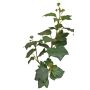 Rama de hiedra artificial TOYAH con frutos, verde, 65 cm
