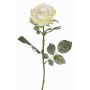 Rosa de terciopelo HUSA, blanco y verde, 75 cm, Ø 10 cm