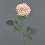 Rosa de terciopelo HUSA, rosa-crema, 75 cm, Ø 10 cm
