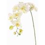 Rama de flores artificial de orquídea Phalaenopsis WESA, blanco-verde, 90 cm, Ø 11-12,5 cm