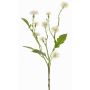 Planta decorativa de centáurea de prado HOLLA, blanca, 55 cm, Ø 3-4 cm