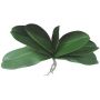 Hojas decorativas de orquídea Phalaenopsis PRIMALA, raíz aérea, 21 x 29 cm