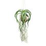 Tillandsia decorativa colgante GRISPU en cáscara de coco, verde, 65 cm