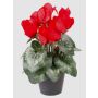 Flor artificial de ciclamen HEIDI en maceta decorativa, rojo, 25 cm, Ø 5-8 cm