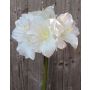 Amaryllis decorativa DAGGI, blanca, 70 cm, Ø 11-18 cm