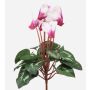 Ciclamen artificial VERIANA con varilla, blanco-fucsia, 30cm