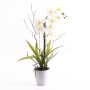 Orquídea Phalaenopsis de plástico MELINA en maceta decorativa, blanca, 65 cm