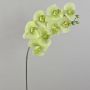 Rama textil orquídea Phalaenopsis AURELIA, verde crema, 95cm