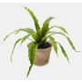 Helecho artificial «Nestfarn» FRANNY en maceta de terracota, verde, 30 cm, Ø 30 cm