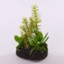 Arreglo decorativo de suculentas BAMBI con terrón, verde, 19 cm