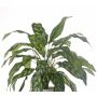 Planta decorativa Aglaonema ASHLEY con palo, verde, 70cm