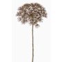 Pie de oso planta de plástico ANSARI, marrón, 80cm, Ø22cm