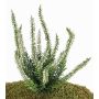 Brezo de plástico IMKE con palo, crema, 25cm, Ø1cm