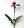 Orquídea artificial Paphiopedilum VELANA, con estaca, púrpura-verde, 40cm
