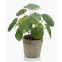 Suculenta artificial «Glückstaler» SYBIL en maceta de terracota, verde, 20 cm