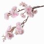 Rama falsa de cerezo ornamental japonés RUKIA, floración, rosa claro, 90cm