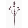 Rama de eucalipto de plástico BASILIUS con frutos, marrón, 60cm
