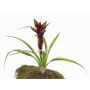 Guzmania de plástico ANELY, floración, con palo, rojo, 40cm