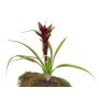 Guzmania de plástico ANELY, floración, con palo, rojo, 40cm