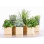 Hierbas aromáticas artificiales CHUCK en maceta de papel, 6 unidades, verde, 15-25cm
