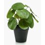 Planta china del dinero de plástico SYBIL, verde, 20cm