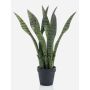 Planta falsa Sansevieria POLIANA, verde, 50cm