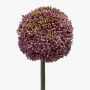 Allium artificial BOUTROS, violeta, 75cm