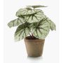 Planta artificial de begonia de hoja MEIRA en maceta de terracota, verde-gris, 25cm