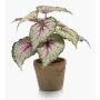 Planta artificial de begonia de hoja MEIRA en maceta de terracota, verde-rosa, 25cm