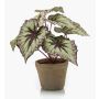 Planta artificial de begonia de hoja MEIRA en maceta de terracota, verde-violeta, 25cm