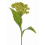 Flor artificial «cresta de gallo» ANUBIS, verde-amarillo, 60 cm, Ø 14 cm