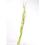 Ramas de mitsumata GERY, 3 piezas, verde claro, 105cm