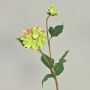 Dalia aterciopelada PATRITZIA, verde-rosa, 55 cm, Ø 4-9 cm