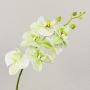 Rama decorativa de orquídea Phalaenopsis OPHELIA, color crema-verde, 80 cm, Ø 8-9 cm