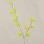 Rama decorativa de Gomphocarpus ELAENA, frutos, verde, 100 cm