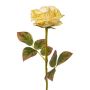 Flor decorativa rosa DRINT, aspecto seco, verde-crema, 60cm, Ø10,5cm