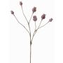 Cápsulas decorativas de amapola ASUMAN, marrón, 70cm, Ø2-3cm